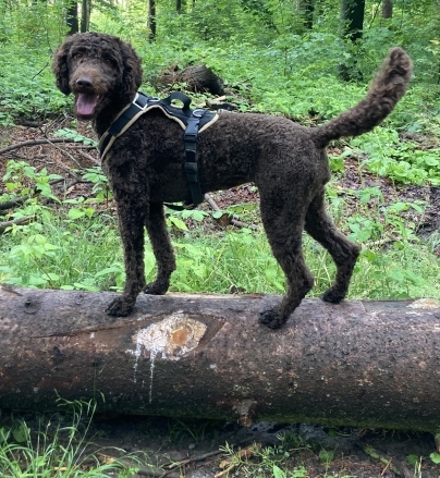 Gioia balanciert auf einem Baumstamm im Wald